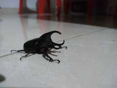 Aegopsis curvicornis