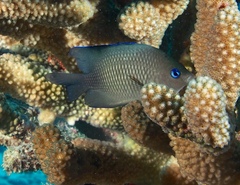 Plectroglyphidodon johnstonianus