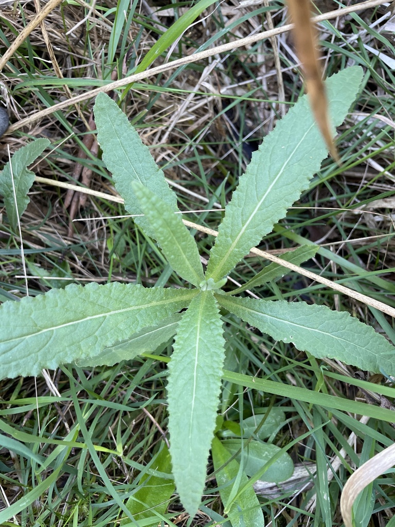 Coastal Burnweed From Lysterfield Park Lysterfield VIC AU On coastal-burnweed-from-lysterfield-park-lysterfield-vic-au-on