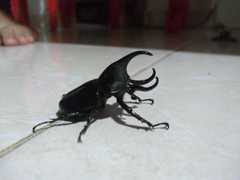 Aegopsis curvicornis