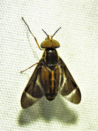 Chrysops pikei photo 2