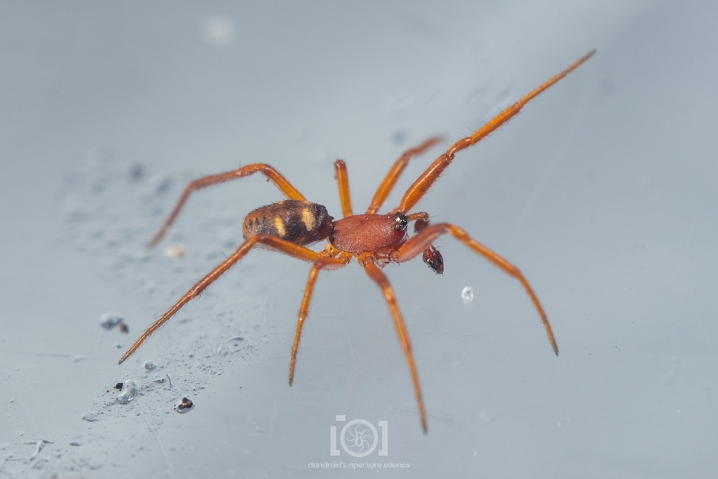 cobweb spiders