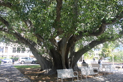 Ficus rumphii
