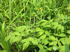 Caulophyllum robustum