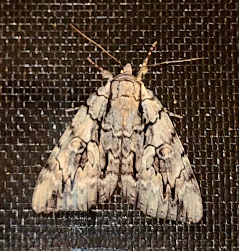 Yellow-Gray Underwing photo 6
