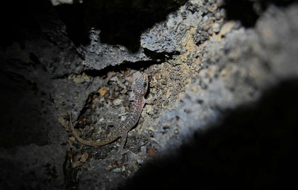 Dutch Leaf-toed Gecko