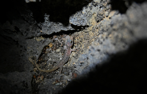 Dutch Leaf-toed Gecko, Phyllodactylus martini