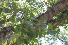 Ficus rumphii
