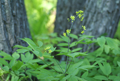 Caulophyllum robustum