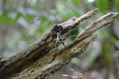 Micrathena schreibersi