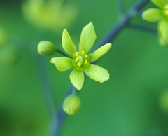 Caulophyllum robustum