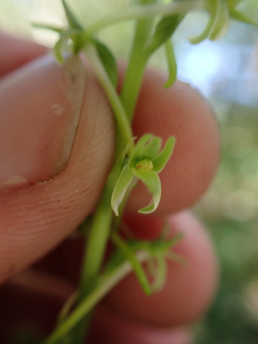 Image of Platanthera elongata by (c) Aiva Noringseth, some rights reserved (CC BY)