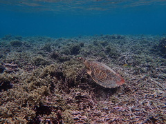 Hawksbill turtle