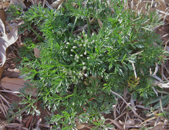 Ammoselinum butleri