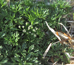 Ammoselinum butleri