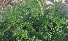 Ammoselinum butleri