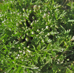Ammoselinum butleri