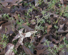 Ammoselinum butleri