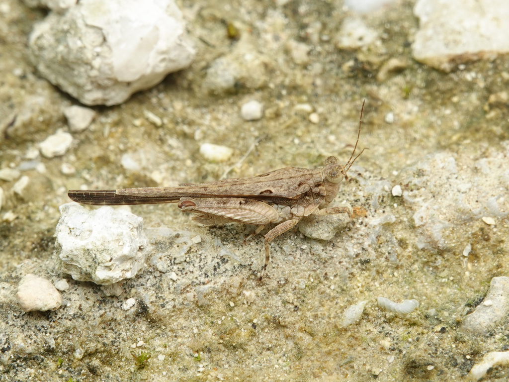 Euparatettix tricarinatus
