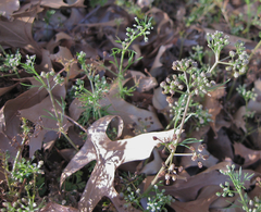 Ammoselinum butleri