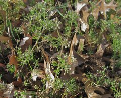 Ammoselinum butleri