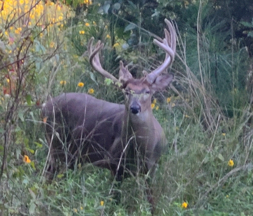 White-tailed Deer photographed in Georgia