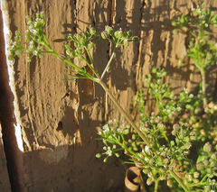 Ammoselinum butleri