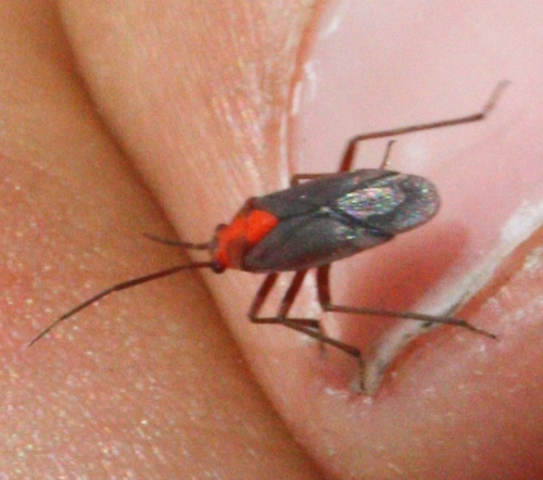 Miridae