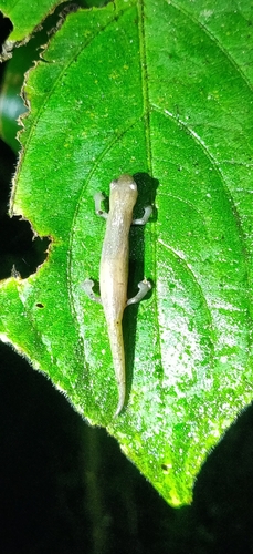 Rufescent Salamander, Bolitoglossa rufescens