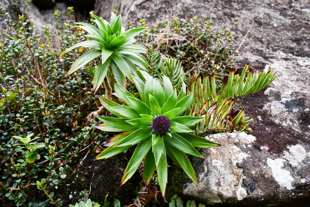 Monocotyloidea
