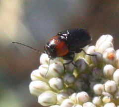 Pachybrachis hybridus