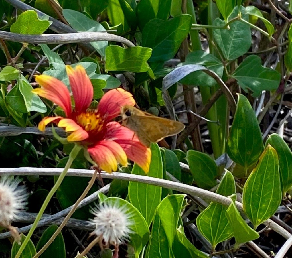 Sachem from Avon, NC 27915, USA on August 17, 2023 at 1230 PM by Jeff