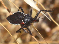 Apiomerus californicus