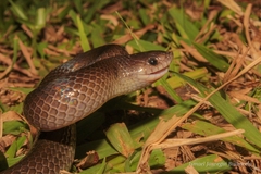 Mexican Hook-Nosed Snake photo 3