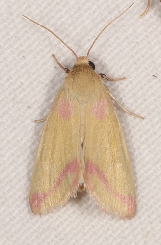 Heliocheilus toralis photo 5