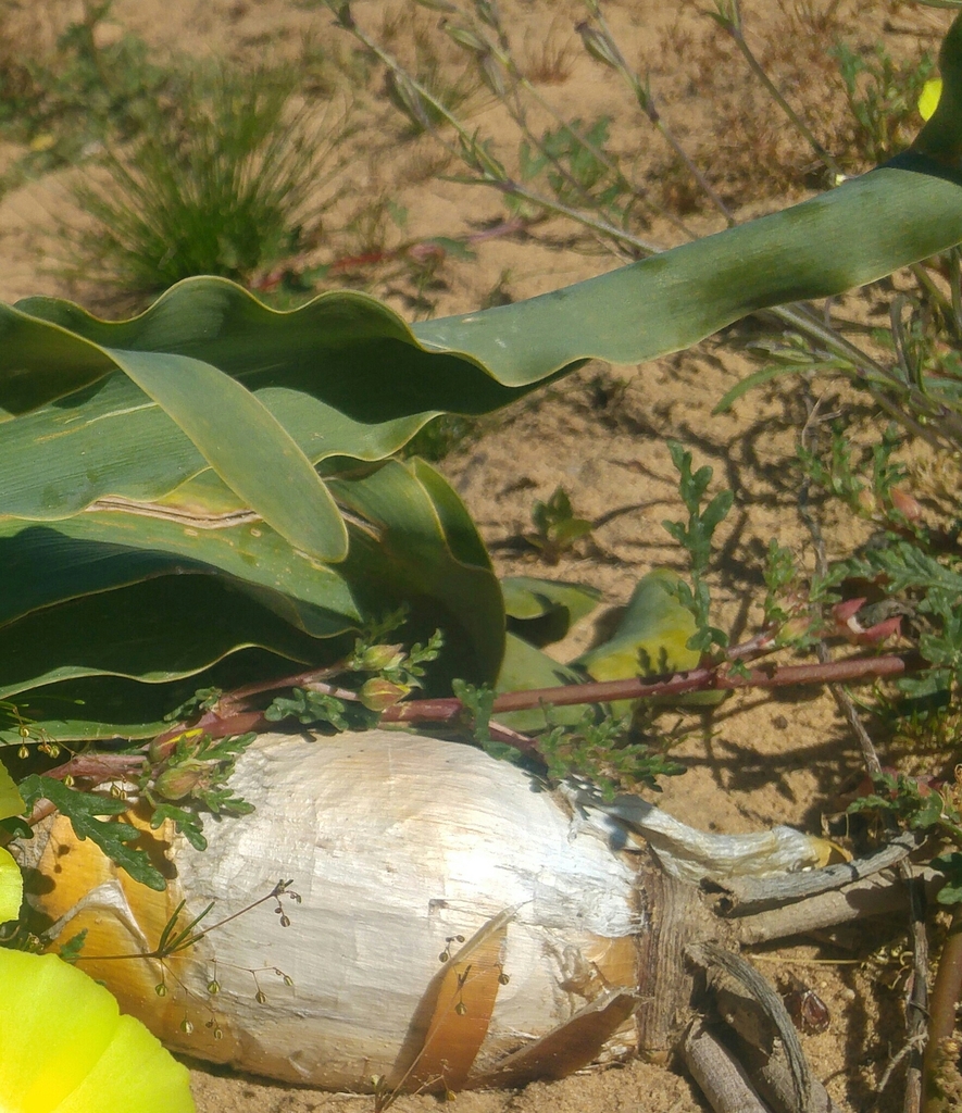 Oxbane Brush Oxbane from Cederberg Municipality, South Africa on September 6 ...