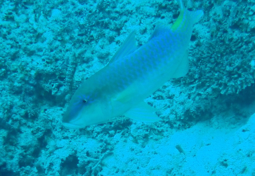 Gold-saddle goatfish
