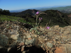 Boechera breweri breweri