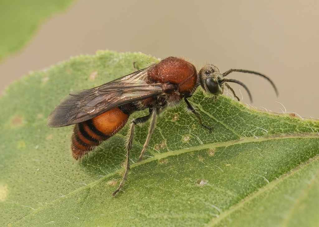 Timulla subhyalina