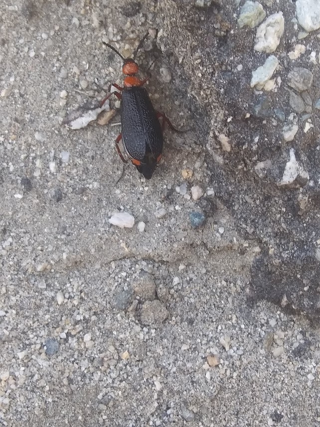 Master Blister Beetle from Mission Creek Preserve on April 3, 2022 at ...