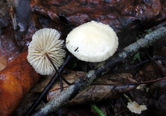 Marasmius delectans
