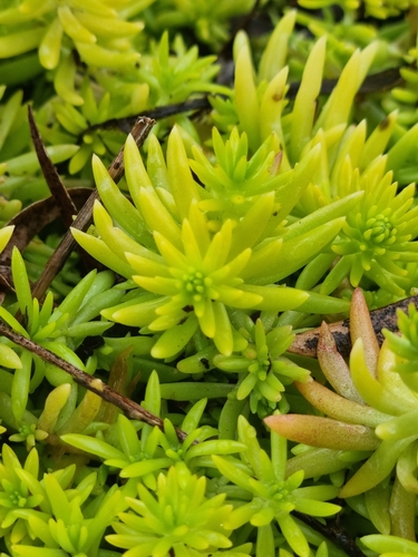 Sedum mexicanum