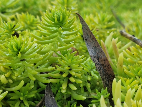 Sedum mexicanum