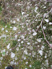 Plagianthus regius regius
