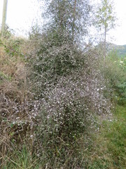 Plagianthus regius regius