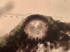 Verrucaria trabalis