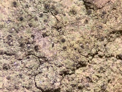 Verrucaria trabalis