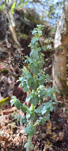Image of Needle-leaf Wax Plant by (c) Luis Fer JP, some rights reserved (CC BY)