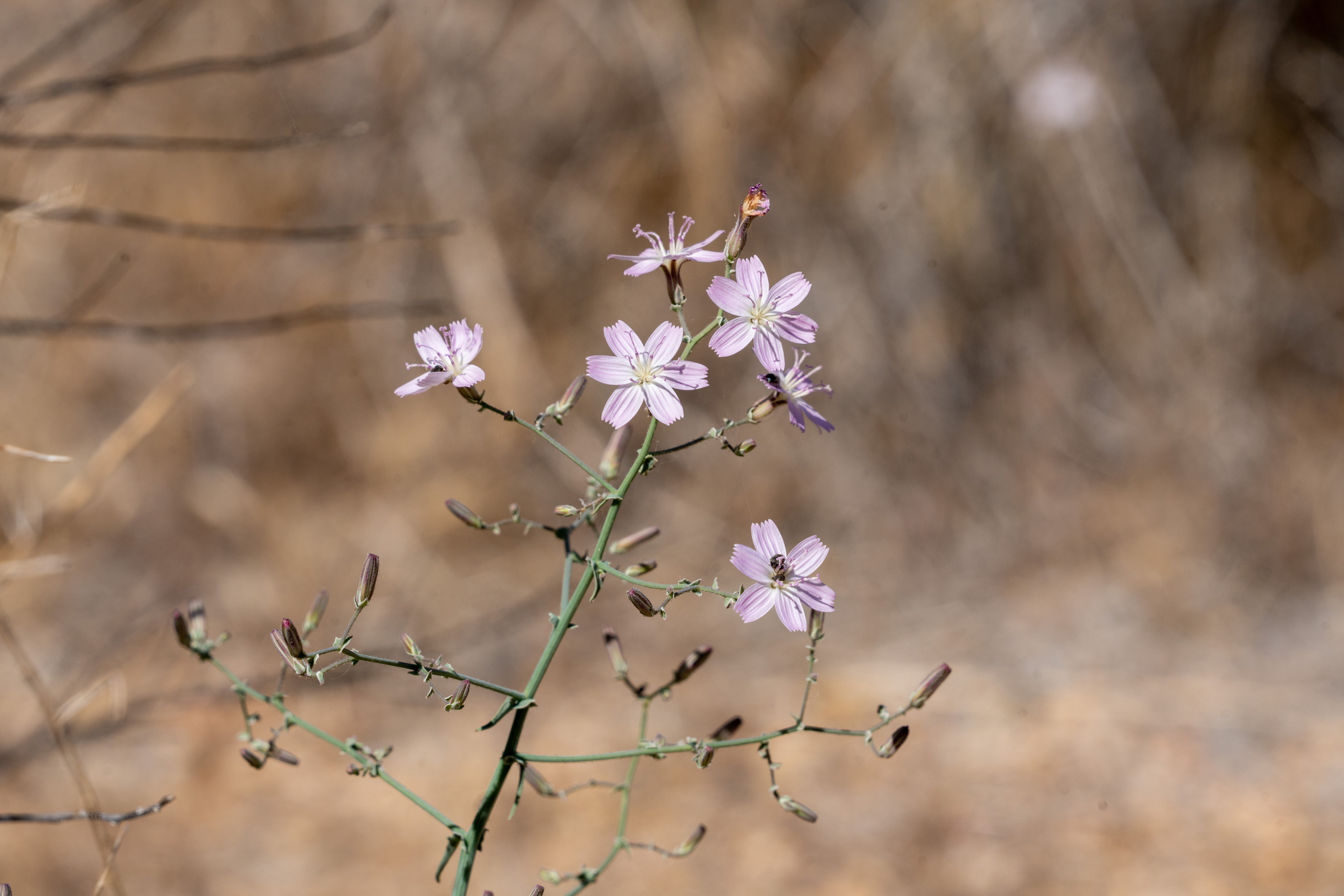 Stephanomeria exigua