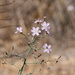 Stephanomeria exigua - Photo (c) Eric Koberle,  זכויות יוצרים חלקיות (CC BY-NC), הועלה על ידי Eric Koberle